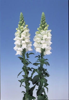 Picture of Antirrhinum - Admiral White F1